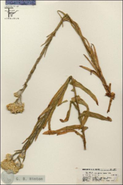 URN_catalog_HBHinton_herbarium_18902.jpg.jpg