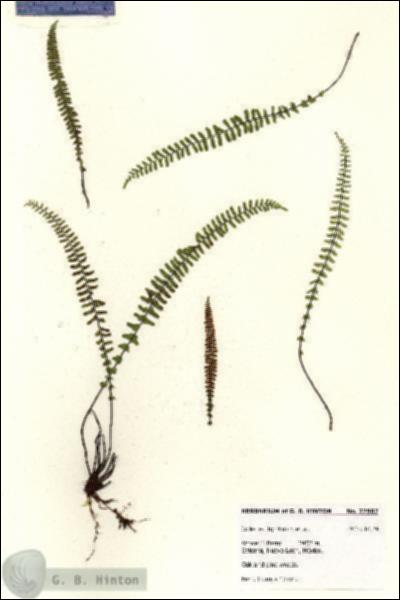 URN_catalog_HBHinton_herbarium_27982.jpg.jpg
