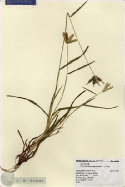 URN_catalog_HBHinton_herbarium_14662.jpg.jpg