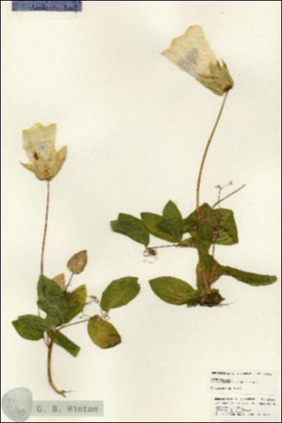 URN_catalog_HBHinton_herbarium_24881.jpg.jpg