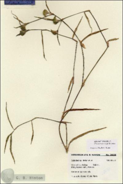 URN_catalog_HBHinton_herbarium_28638.jpg.jpg
