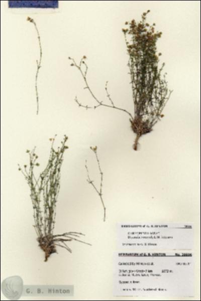 URN_catalog_HBHinton_herbarium_28606.jpg.jpg