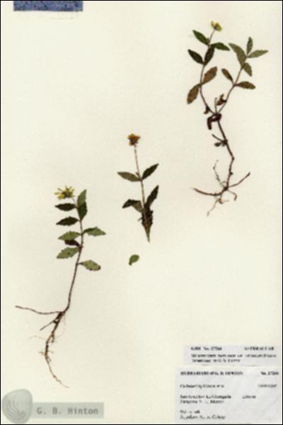 URN_catalog_HBHinton_herbarium_27266.jpg.jpg