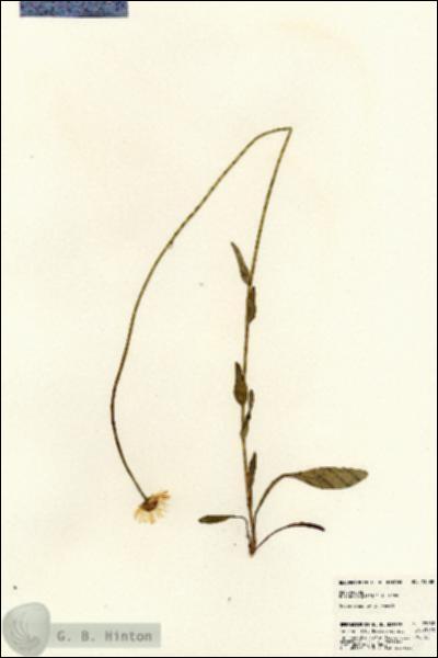 URN_catalog_HBHinton_herbarium_23088.jpg.jpg