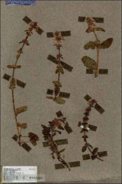 URN_catalog_HBHinton_herbarium_17307.jpg.jpg