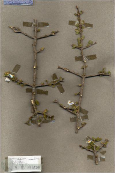URN_catalog_HBHinton_herbarium_17931.jpg.jpg
