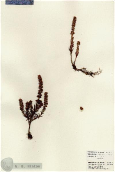 URN_catalog_HBHinton_herbarium_22554.jpg.jpg