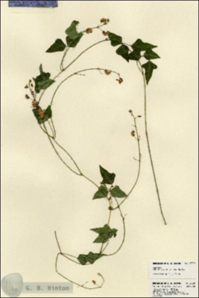 URN_catalog_HBHinton_herbarium_23300.jpg.jpg