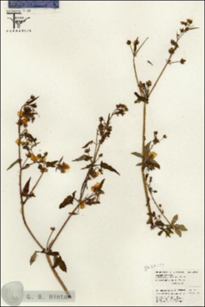 URN_catalog_HBHinton_herbarium_26313.jpg.jpg