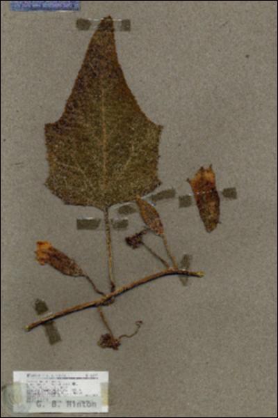 URN_catalog_HBHinton_herbarium_18975.jpg.jpg