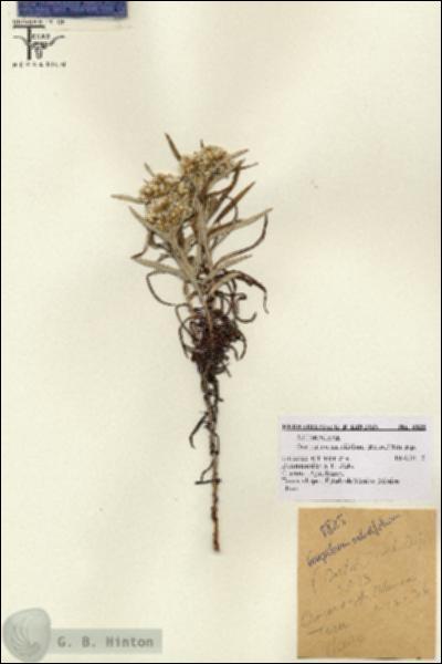 URN_catalog_HBHinton_herbarium_8825.jpg.jpg