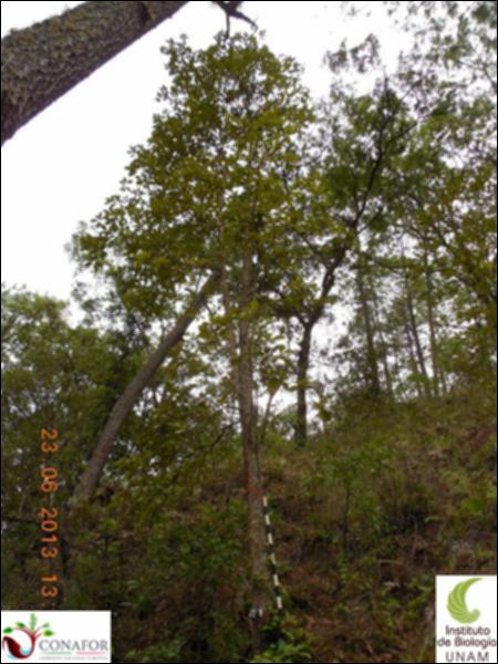 76974_S1_ARC_20130623_014_001.jpg.jpg