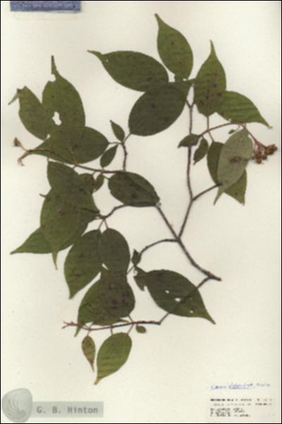 URN_catalog_HBHinton_herbarium_24699.jpg.jpg