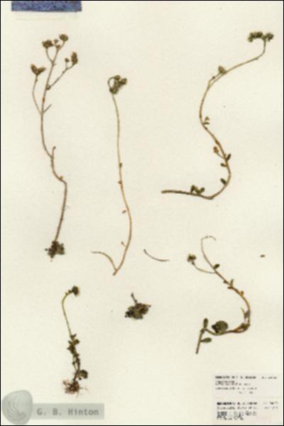 URN_catalog_HBHinton_herbarium_24002.jpg.jpg