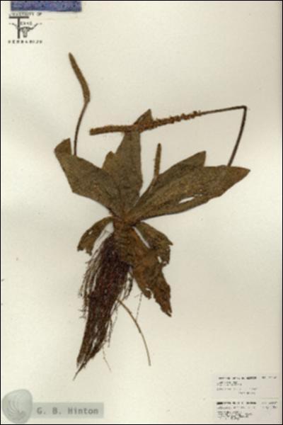 URN_catalog_HBHinton_herbarium_26547.jpg.jpg