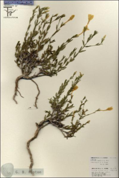 URN_catalog_HBHinton_herbarium_25870.jpg.jpg