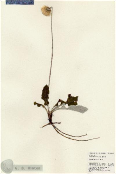 URN_catalog_HBHinton_herbarium_23908.jpg.jpg