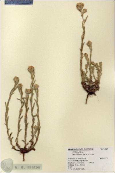 URN_catalog_HBHinton_herbarium_18535.jpg.jpg