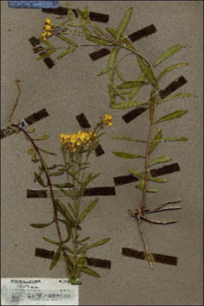 URN_catalog_HBHinton_herbarium_19806.jpg.jpg