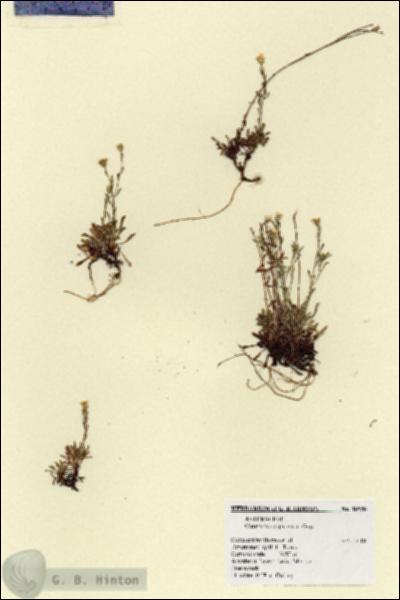 URN_catalog_HBHinton_herbarium_18956.jpg.jpg