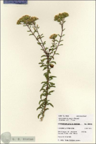 URN_catalog_HBHinton_herbarium_28046.jpg.jpg