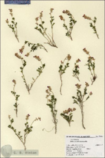 URN_catalog_HBHinton_herbarium_27654.jpg.jpg