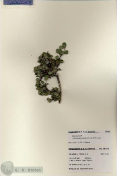 URN_catalog_HBHinton_herbarium_28142.jpg.jpg