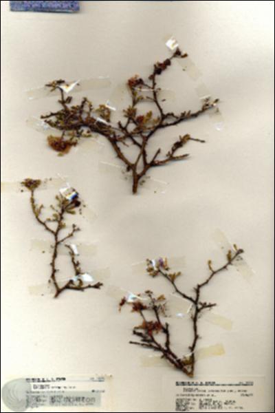 URN_catalog_HBHinton_herbarium_19378.jpg.jpg