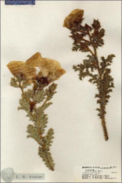 URN_catalog_HBHinton_herbarium_20397.jpg.jpg