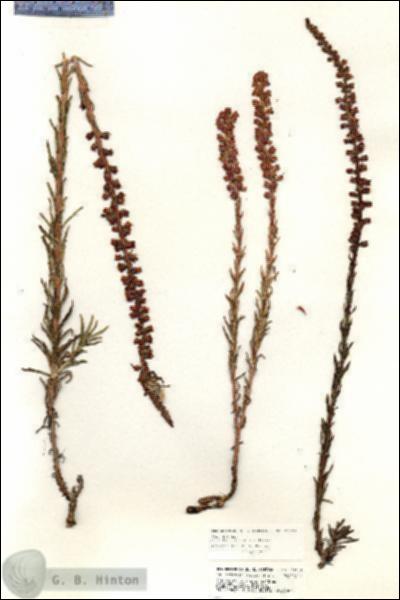 URN_catalog_HBHinton_herbarium_20720.jpg.jpg