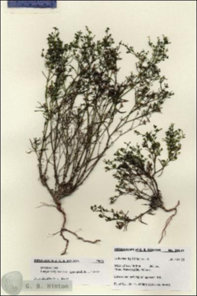 URN_catalog_HBHinton_herbarium_28621.jpg.jpg