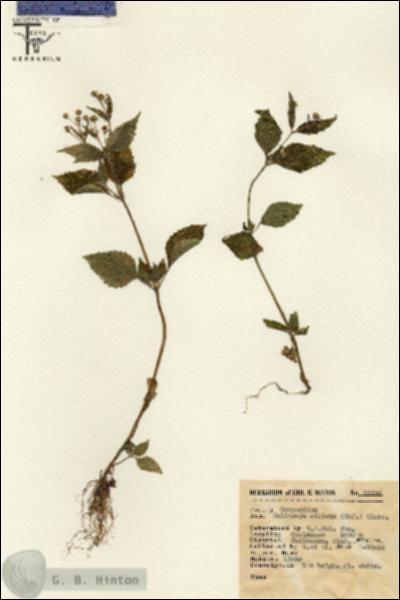 URN_catalog_HBHinton_herbarium_12996.jpg.jpg