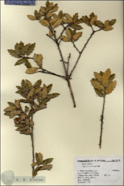 URN_catalog_HBHinton_herbarium_20158.jpg.jpg