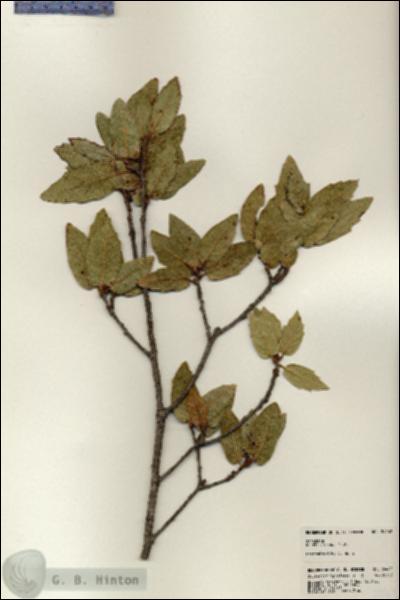 URN_catalog_HBHinton_herbarium_24462.jpg.jpg