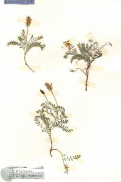 URN_catalog_HBHinton_herbarium_20131.jpg.jpg