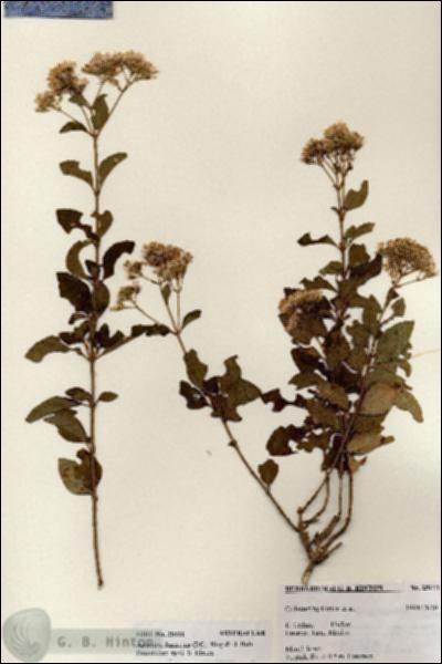 URN_catalog_HBHinton_herbarium_25111.jpg.jpg