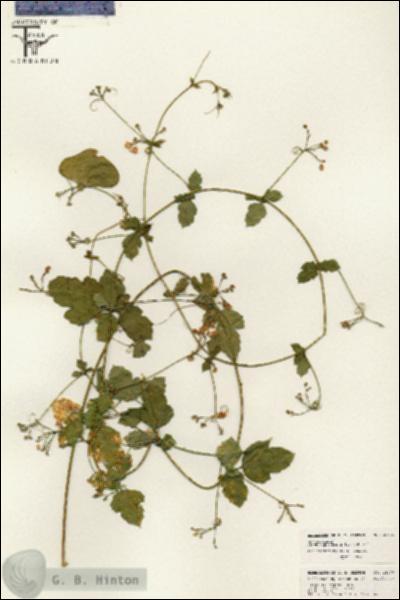 URN_catalog_HBHinton_herbarium_26476.jpg.jpg