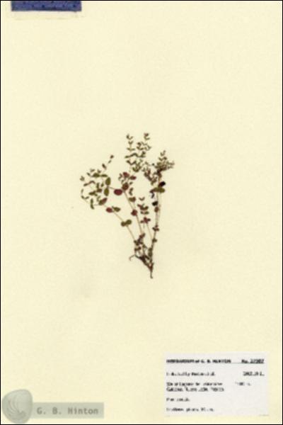 URN_catalog_HBHinton_herbarium_27907.jpg.jpg