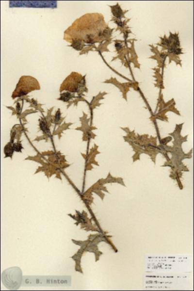 URN_catalog_HBHinton_herbarium_17822.jpg.jpg