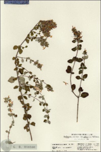 URN_catalog_HBHinton_herbarium_21383.jpg.jpg