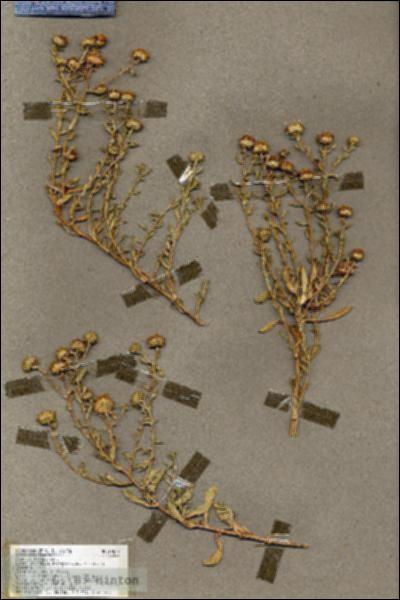 URN_catalog_HBHinton_herbarium_19518.jpg.jpg