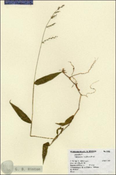 URN_catalog_HBHinton_herbarium_1952.jpg.jpg
