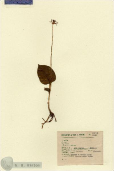 URN_catalog_HBHinton_herbarium_2345.jpg.jpg