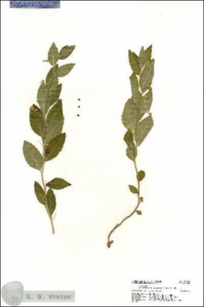 URN_catalog_HBHinton_herbarium_20562.jpg.jpg