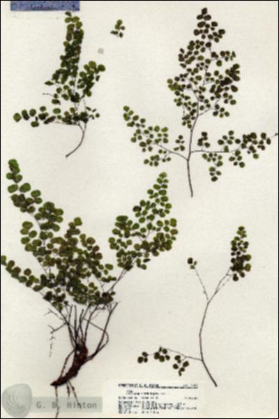 URN_catalog_HBHinton_herbarium_21043.jpg.jpg