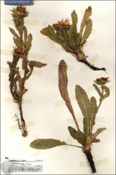 URN_catalog_HBHinton_herbarium_20205.jpg.jpg