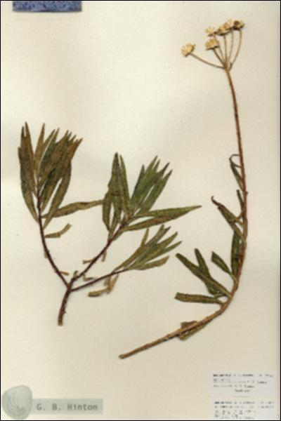 URN_catalog_HBHinton_herbarium_27012.jpg.jpg