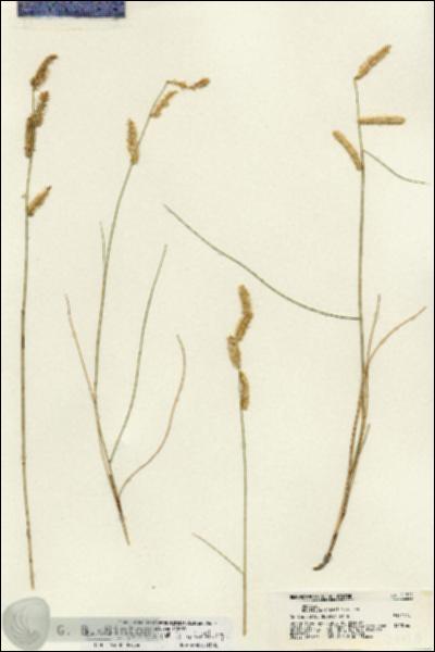 URN_catalog_HBHinton_herbarium_21720.jpg.jpg