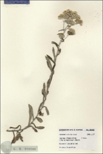 URN_catalog_HBHinton_herbarium_28150.jpg.jpg