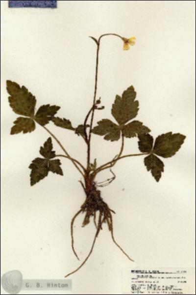 URN_catalog_HBHinton_herbarium_21612.jpg.jpg